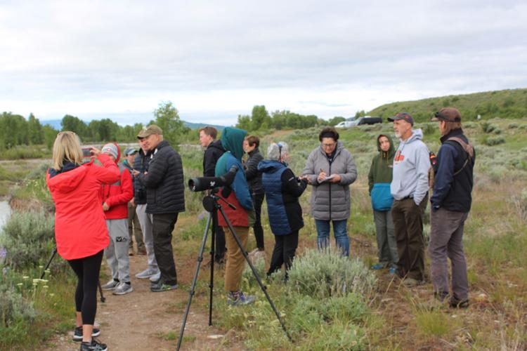 ogintz-moose-20200730