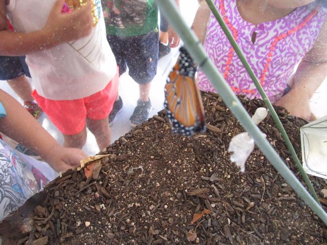 McCorkle butterfly terrarium