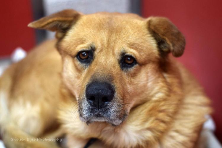 Adopt a friend: Edgar