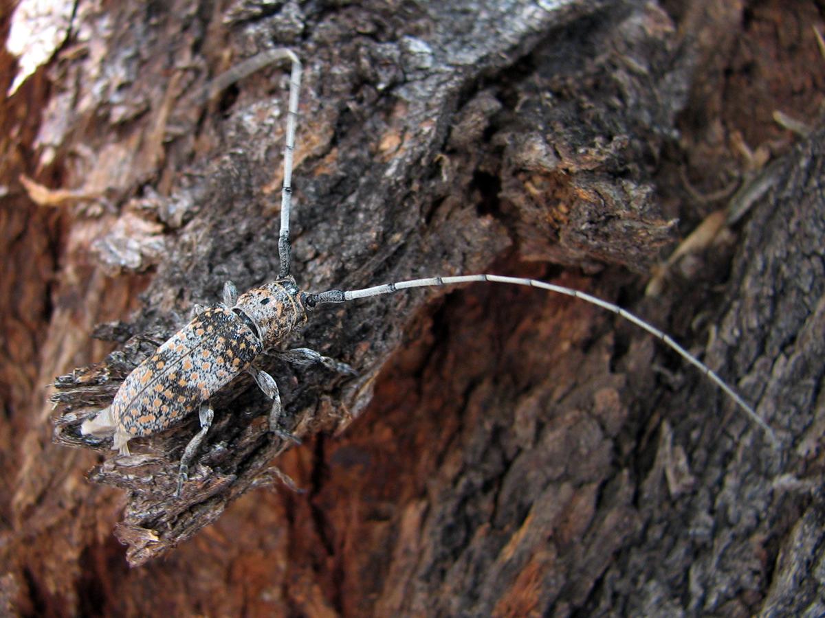 Mesquite twig girdler can prune your trees