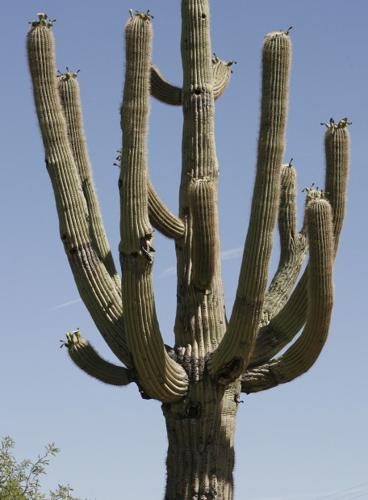 Feeling parched? Even native plants are wilting