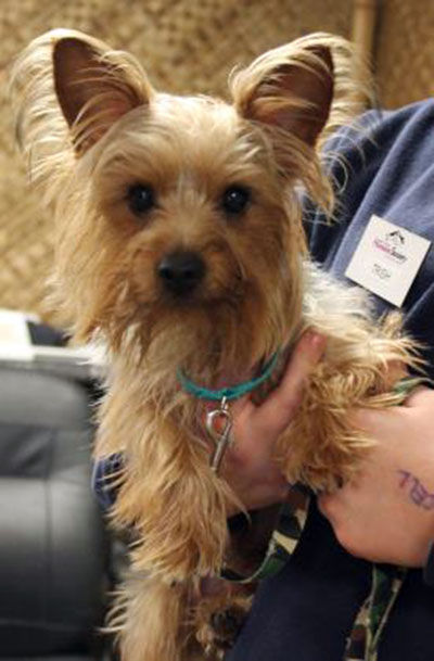 Lost dog