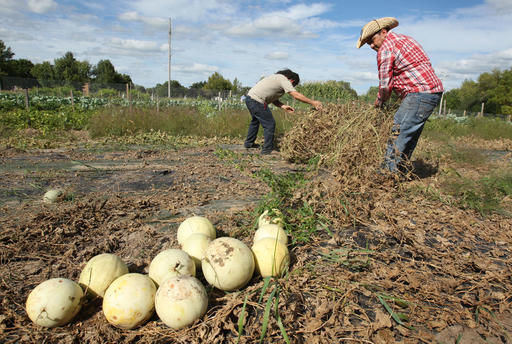 Family finds success in Austin farm cooperative's 2nd year