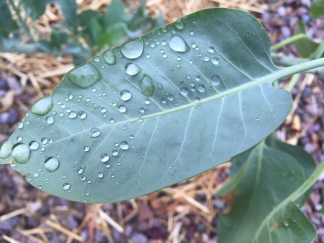 Morning rain drops