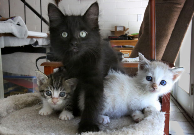 Patti Beck and her foster kittens