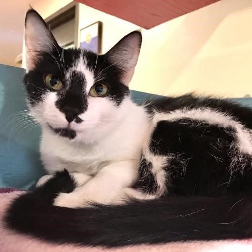 Adopt a friend: Odyssey