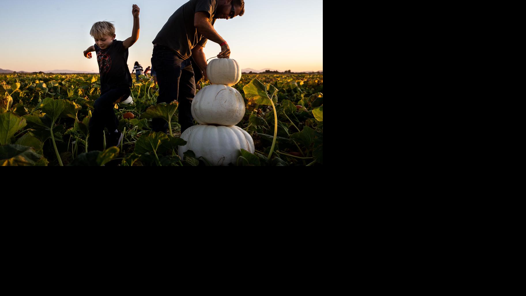 Pumpkin patches in Tucson