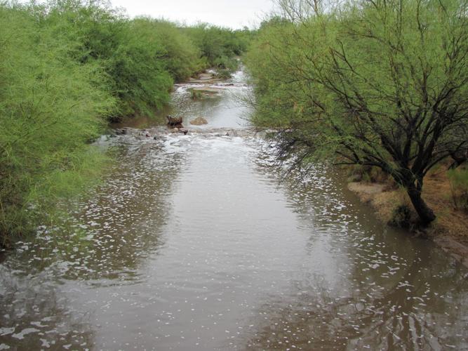 Greenery along Alamo Wash