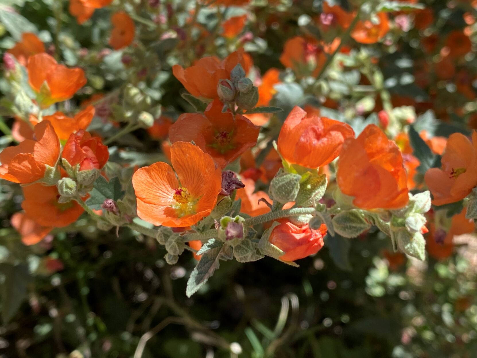 Plant of the month: Desert globe mallow