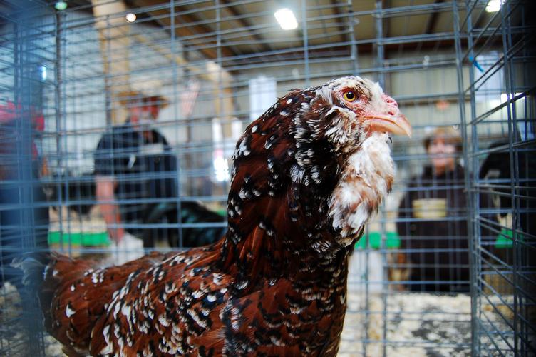 Pima County Fair's poultry show
