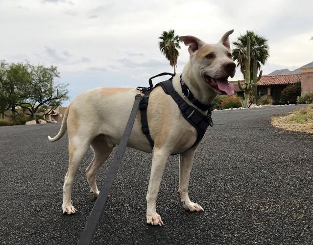 Adopt a friend: Biscuit