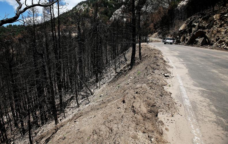 Frye Fire recovery on Mt. Graham