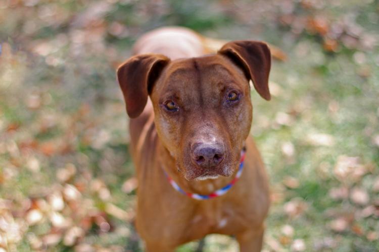 Adopt A Friend: Caramel