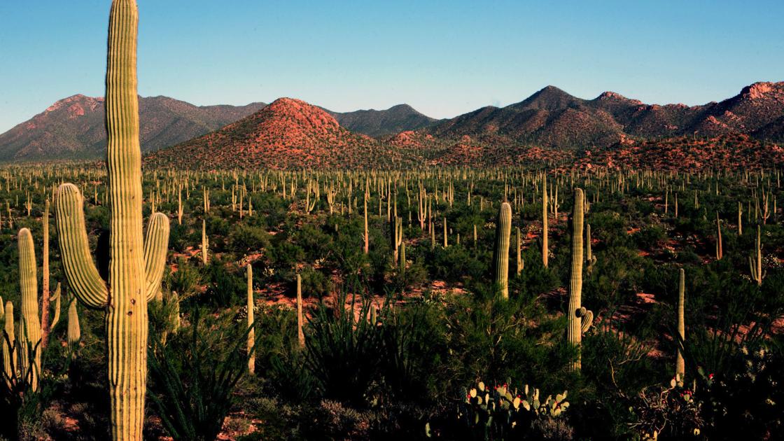 If you cut down a saguaro cactus, will you go to prison (if ...
