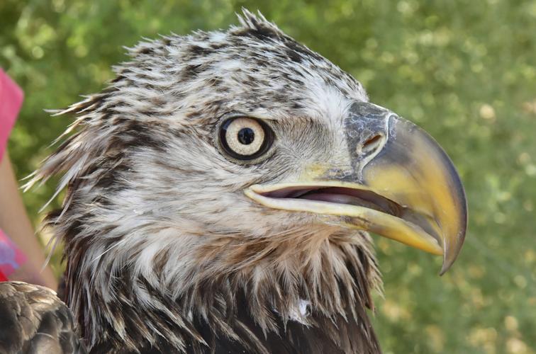 Injured Eagle Released