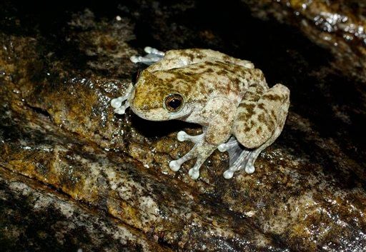 Australian researchers rediscover elusive frog  