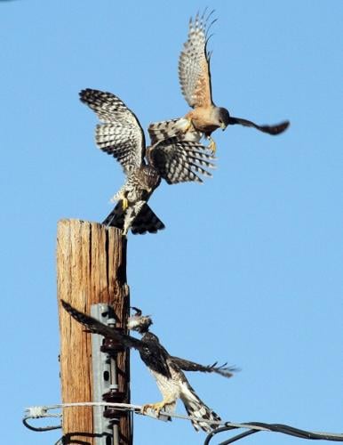 Photographer follows family's journey   