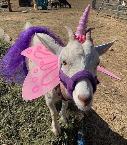 Annabel HoofsnHorns