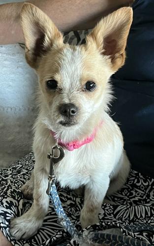 Found-dog-3-23-26-cropped.jpg