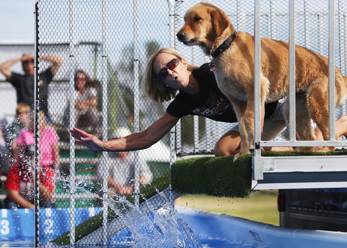 Photos Dock diving dogs