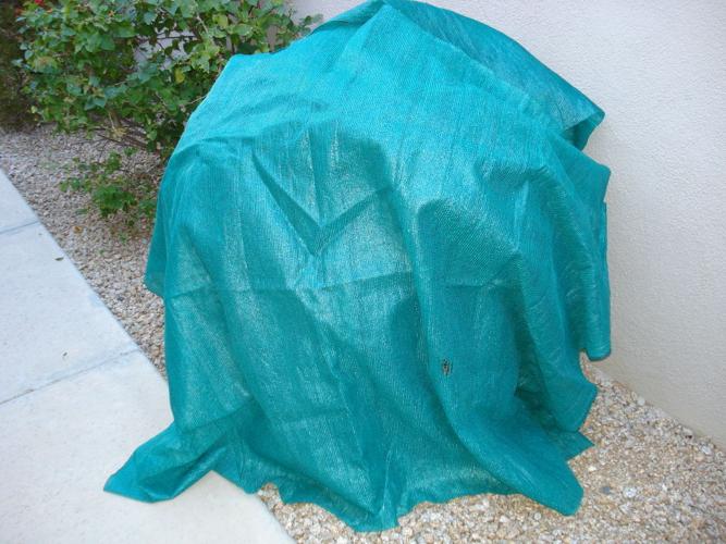 All you need to know about frost protection in your Tucson garden