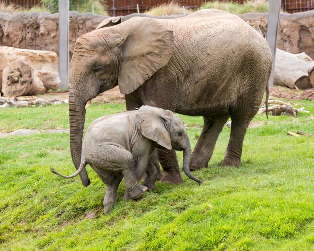 Reid Park Zoo, baby elephant