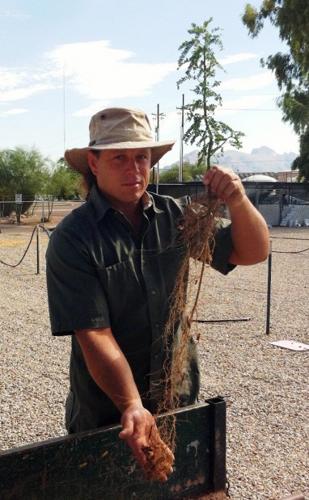 County's 'tall pots' seeding faster growth, saving money   