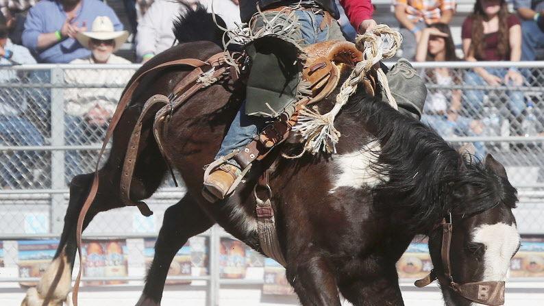 Longtime saddle-bronc rider not about to Bail out of event