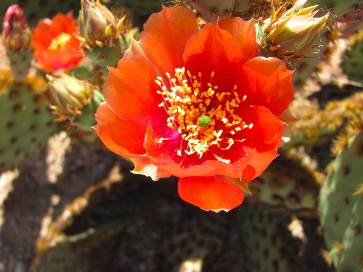 These photos of cactus blooms will make you fall in love with Tucson
