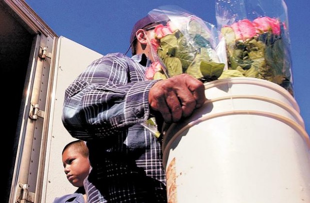 No-frills flowers provide a sweet deal in Tucson  