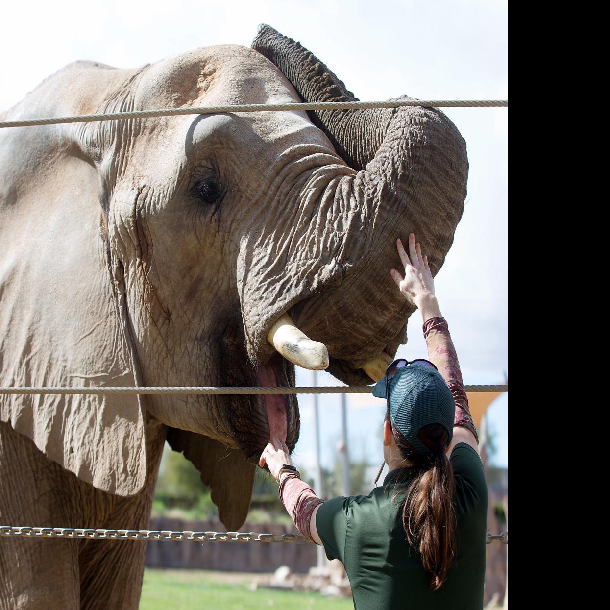 Reid Park Zoo Is Getting Ready For The Birth Of A New Baby Elephant Tucson Life Tucson Com