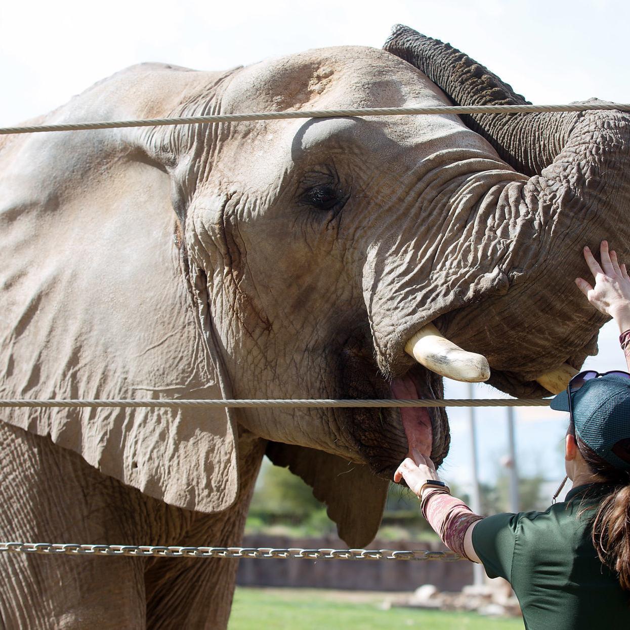 Reid Park Zoo Is Getting Ready For The Birth Of A New Baby Elephant Tucson Life Tucson Com