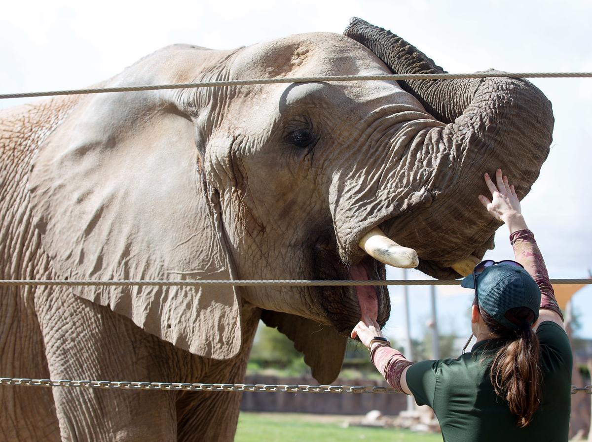Reid Park Zoo Is Getting Ready For The Birth Of A New Baby Elephant Tucson Life Tucson Com
