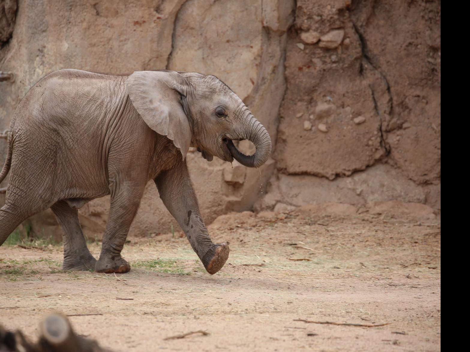 Tucson S Baby Elephant Active Amid Tummy Troubles Caliente Tucson Com