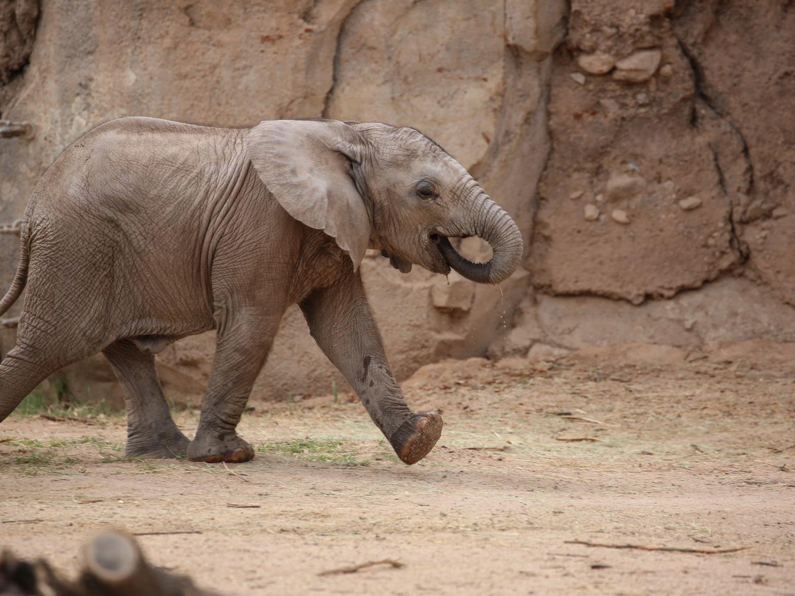 Tucson S Baby Elephant Active Amid Tummy Troubles Caliente Tucson Com Tucson S Baby Elephant Active Amid Tummy Troubles Caliente Tucson Com