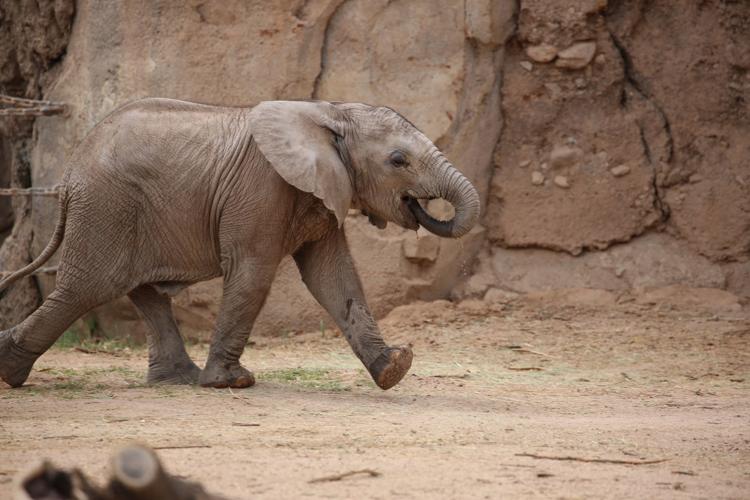 Reid Park Zoo, baby elephant