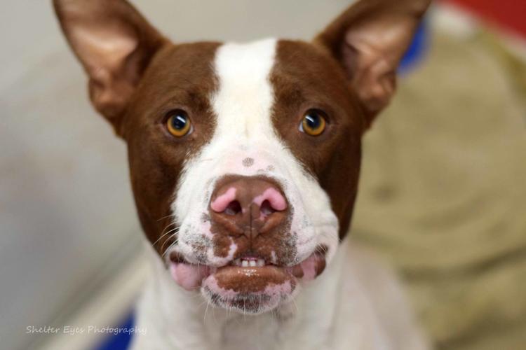 Adopt a friend: Sebbie