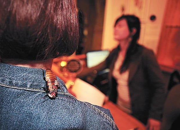 Sales brisk of bejeweled bugs  