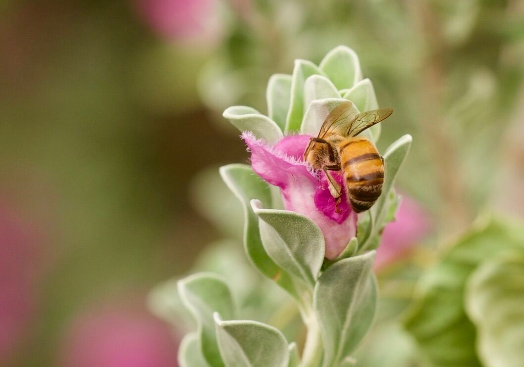 Closeup of bee on Texas sage flower