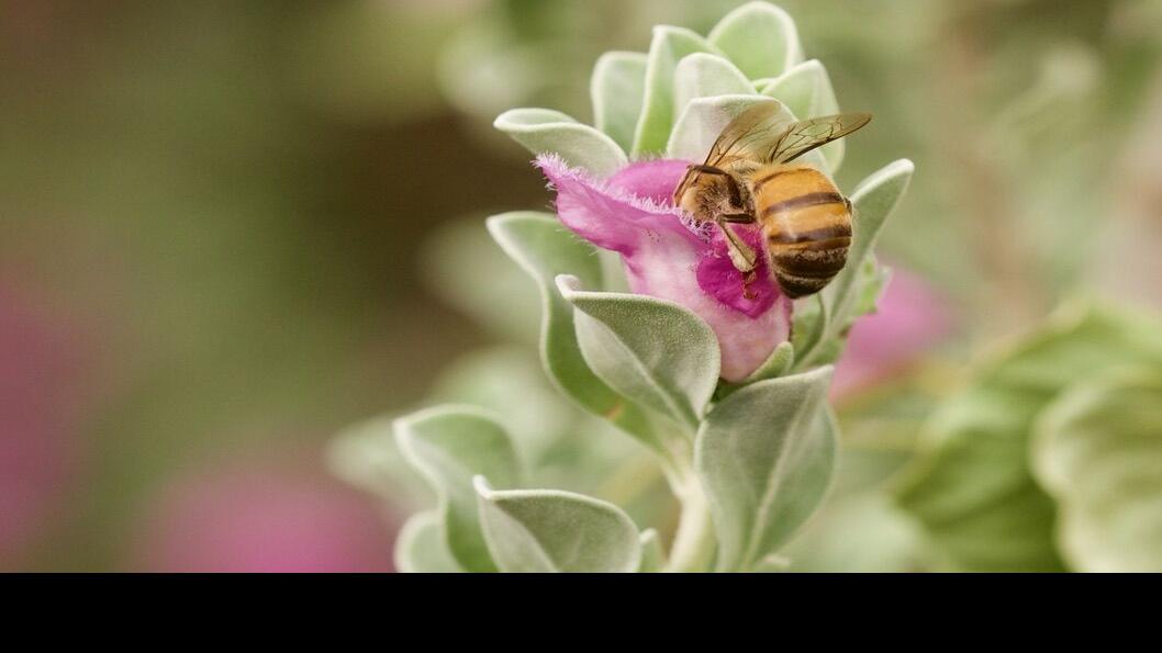 How gardeners can help native bees in Tucson yards