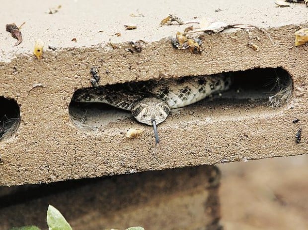 The frights of spring  