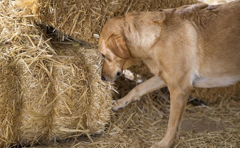 Barn Hunt Casa Grande
