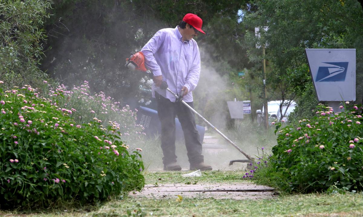 Photos Weeds are a plenty in Tucson Local news