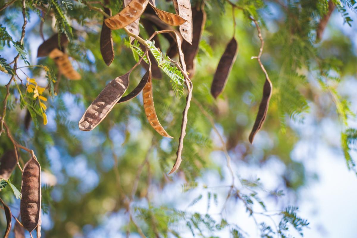 round seed pods trees texas