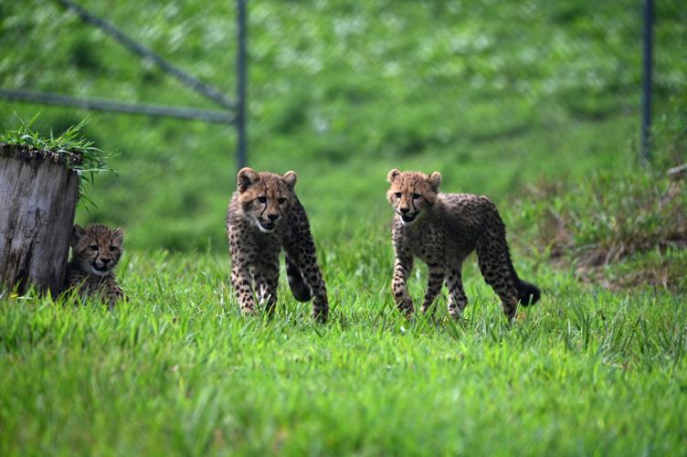 NayasCubs2.jpg