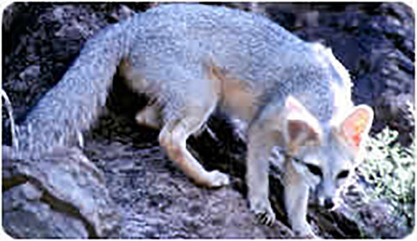 Camper in Catalina Mountains bitten by fox