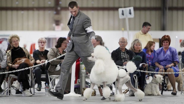 Coyote Classic dog show