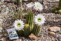 Cactus blooms at the Arizona-Sonora Desert Museum