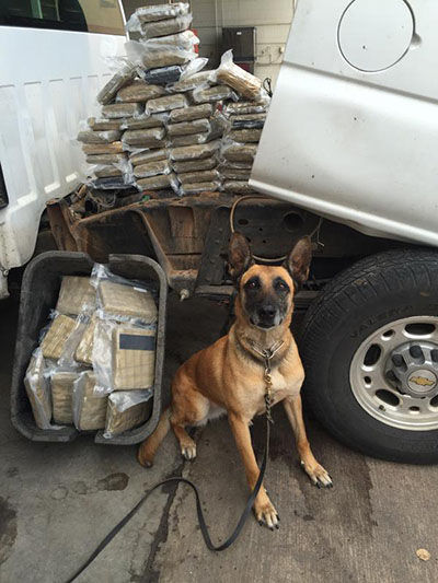 DPS canine