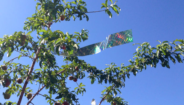 cherry tree bird netting stops protects peach, fruit crops